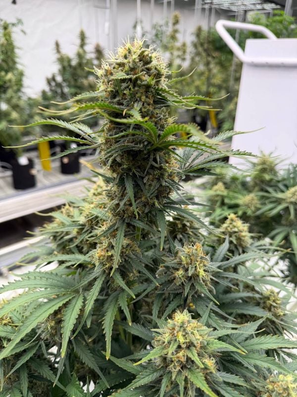 Instagram White Widow Auto