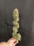 Instagram Mendo Frost Auto™