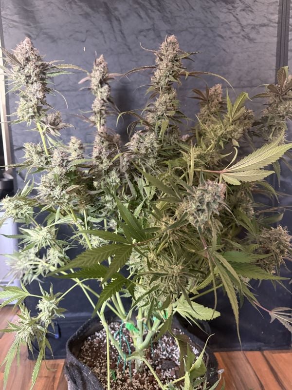 Instagram Guava Runtz Auto