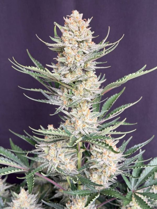 Instagram BubbleGum Auto