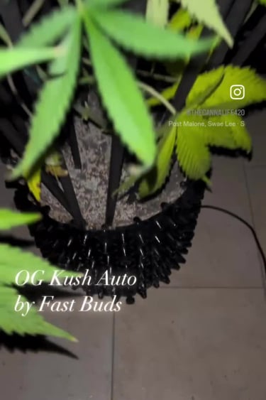 OG Kush Auto