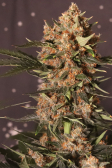 Instagram Lemon Cherry Cookies Auto