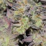 Instagram Apple Strudel Auto™