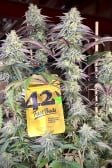 Instagram Papaya Sherbet™