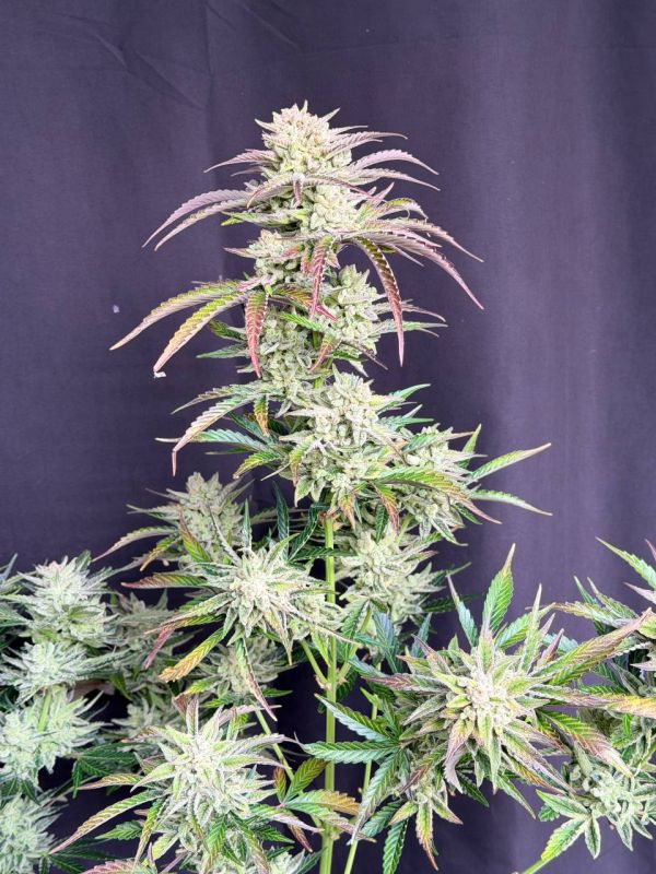 Instagram AK Auto