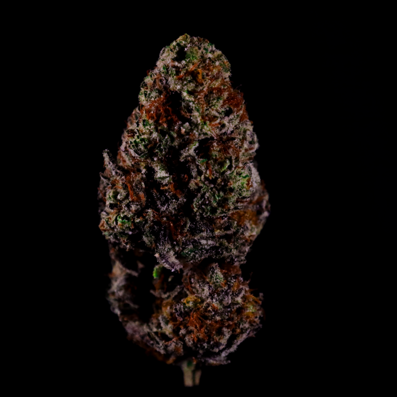 Instagram Gorilla Melon