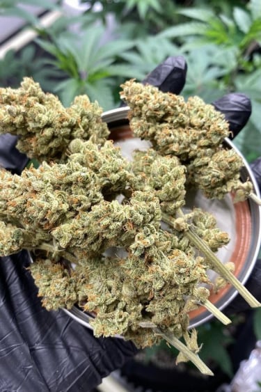 Instagram Girl Scout Cookies Auto