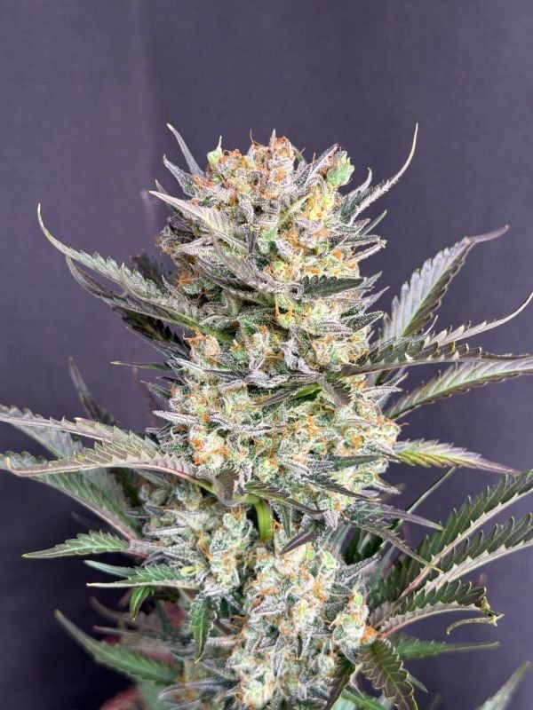 Instagram Chemdawg Auto