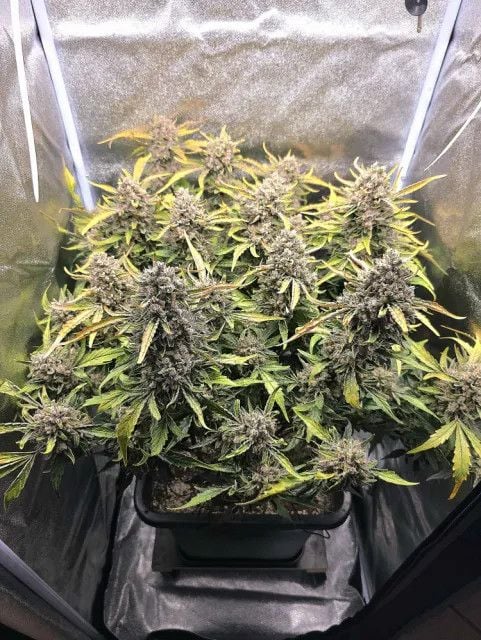 AUTO | Strawberry Gorilla Auto