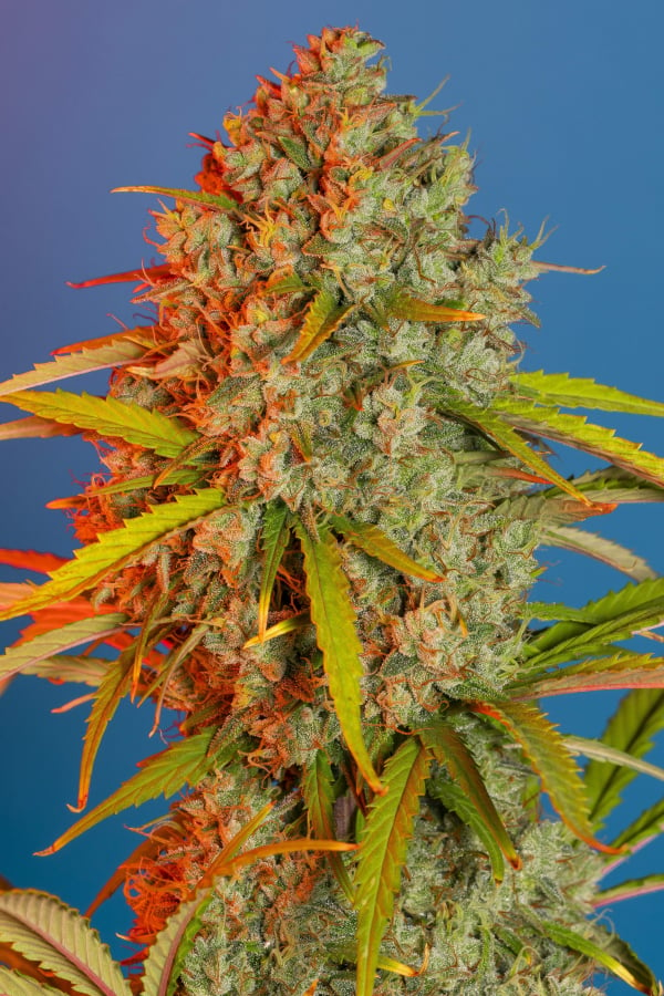 Blue Dream Auto Seeds – Buy Blue Dream Weed Strain 