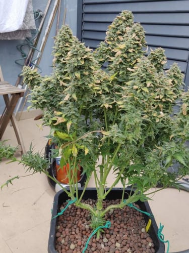 Instagram Sour Diesel Auto