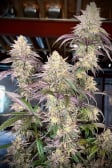 Instagram Papaya Sherbet™