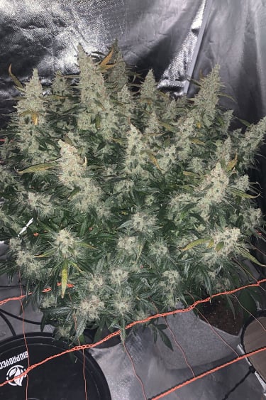 Instagram Northern Lights Auto