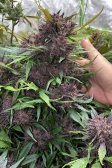 Instagram LSD-25 Auto