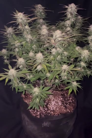 Strawberry Gorilla Auto