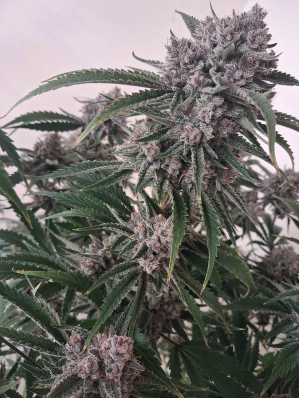 Instagram Cherry Cola Auto