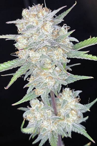 Instagram Forbidden Runtz Auto