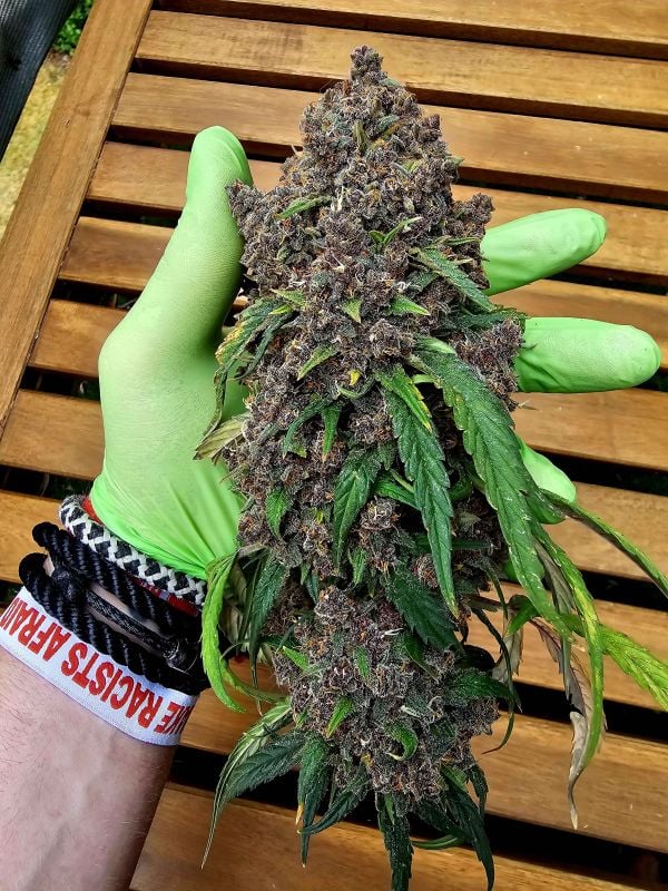 Instagram Frostbanger Auto