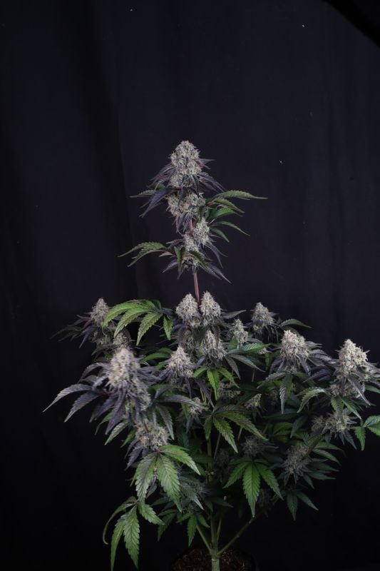 Instagram Sundae Frost Auto