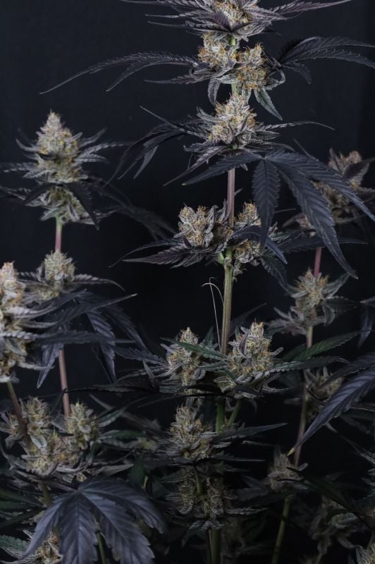 Instagram Guava Runtz Auto