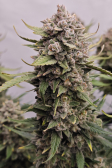 Instagram Papaya Cookies Auto™