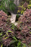 Instagram Banana Purple Punch Auto