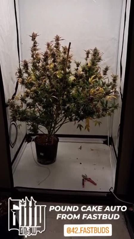 Pound Cake Auto @gitty1625 DIS 