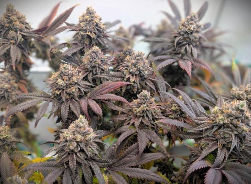 Instagram Biscotti Gelato