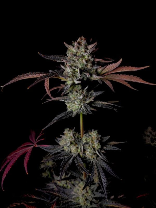 AUTO | Mendo Frost Auto™