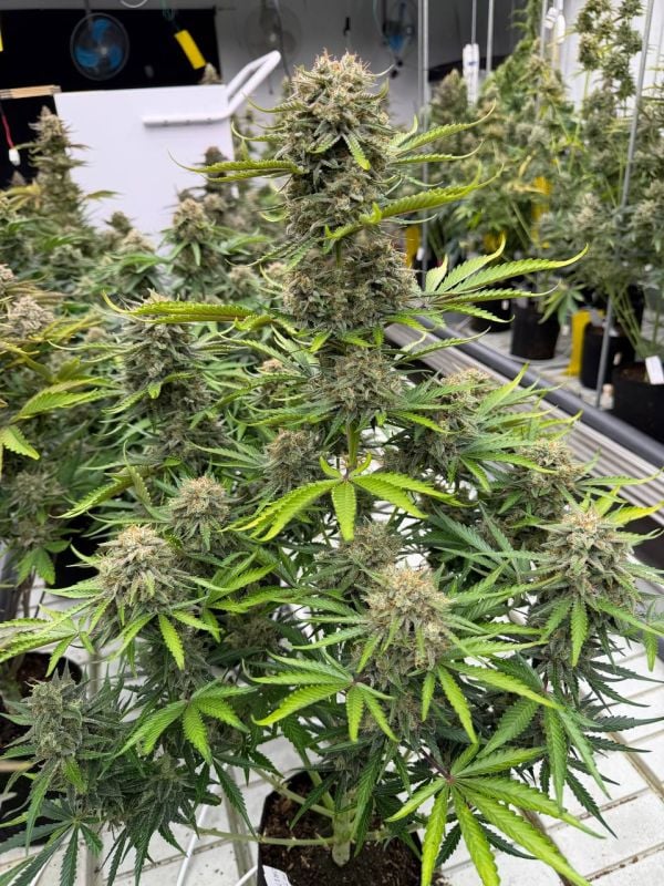 Instagram Cinderella Auto