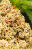 Instagram Cherry Cola Auto