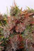 Instagram Pound Cake Auto™