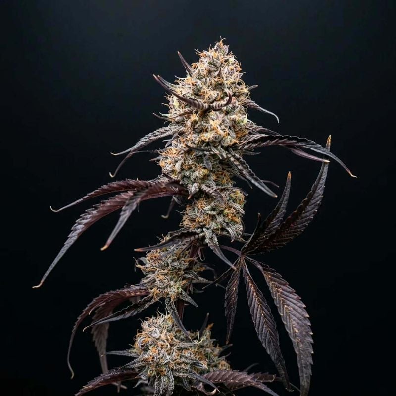 Instagram Guava Runtz Auto