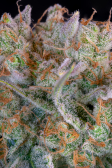 Instagram Gorilla Cookies Auto