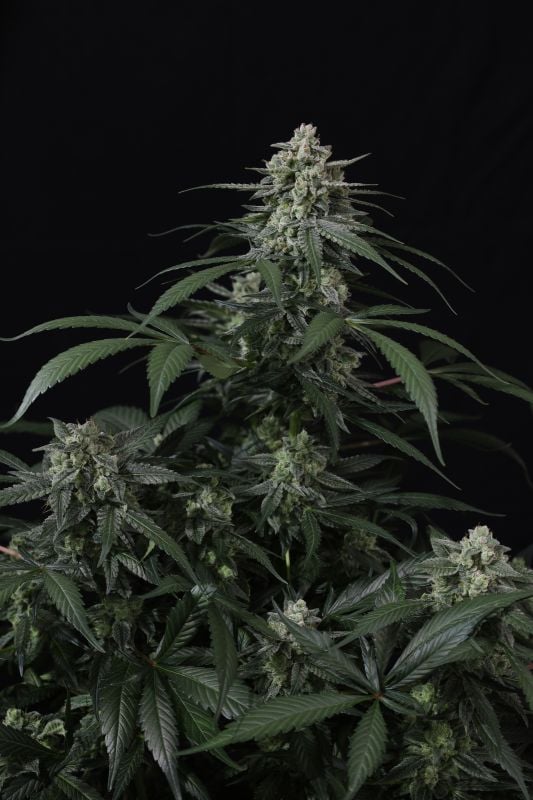 Instagram Banana Frost Auto