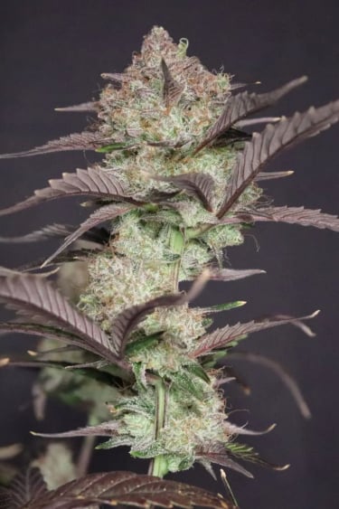 Instagram Strawberry Gorilla Auto