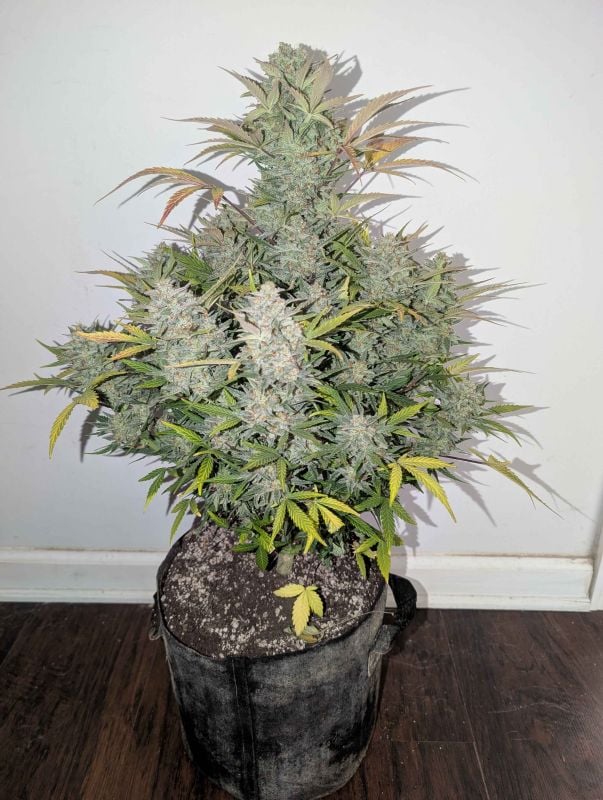 Instagram Super Boof Auto