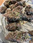 Instagram Purple Haze Auto™