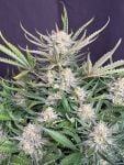 Instagram White Widow Auto