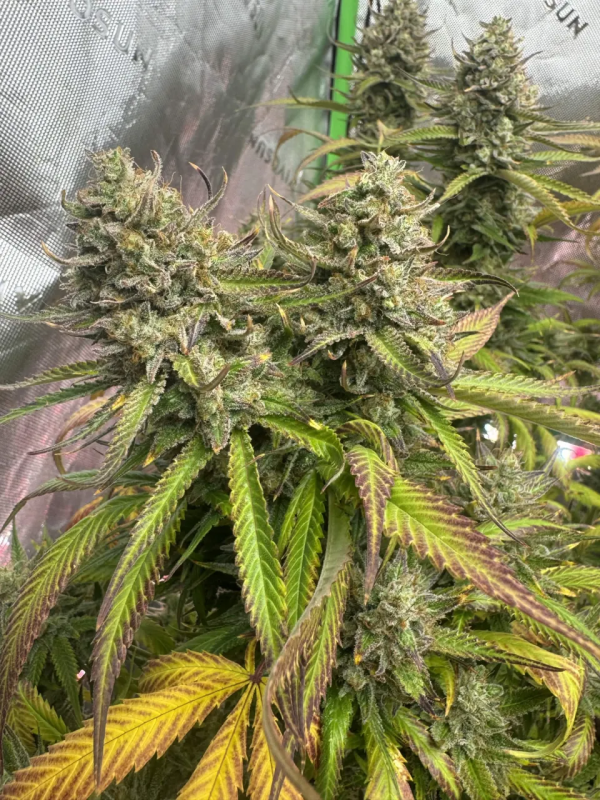 AUTO | Pineapple OG Auto™