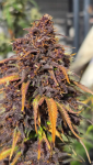 Instagram Banana Purple Punch Auto RF3™