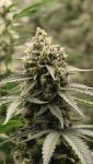 Instagram Banana Cherry Cookies Auto™