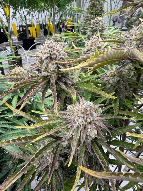 Instagram Cinderella Auto