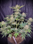 Instagram Cherry Cola Auto