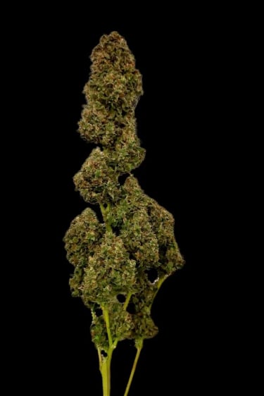 Instagram Kosher Cake Auto