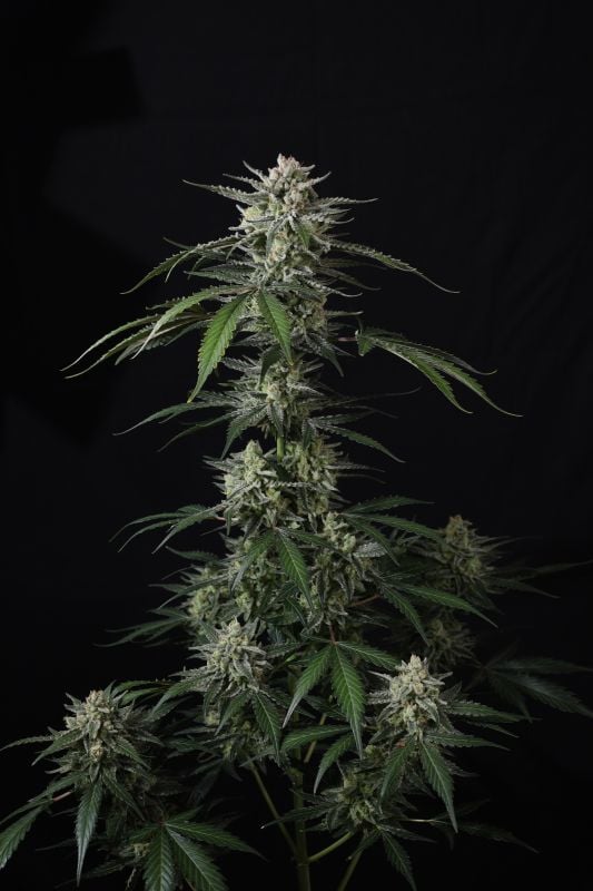 Instagram Banana Guava Auto