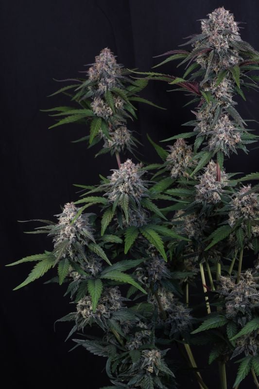 Instagram Lemon Cherry Sundae Auto