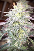Instagram Papaya Sherbet™