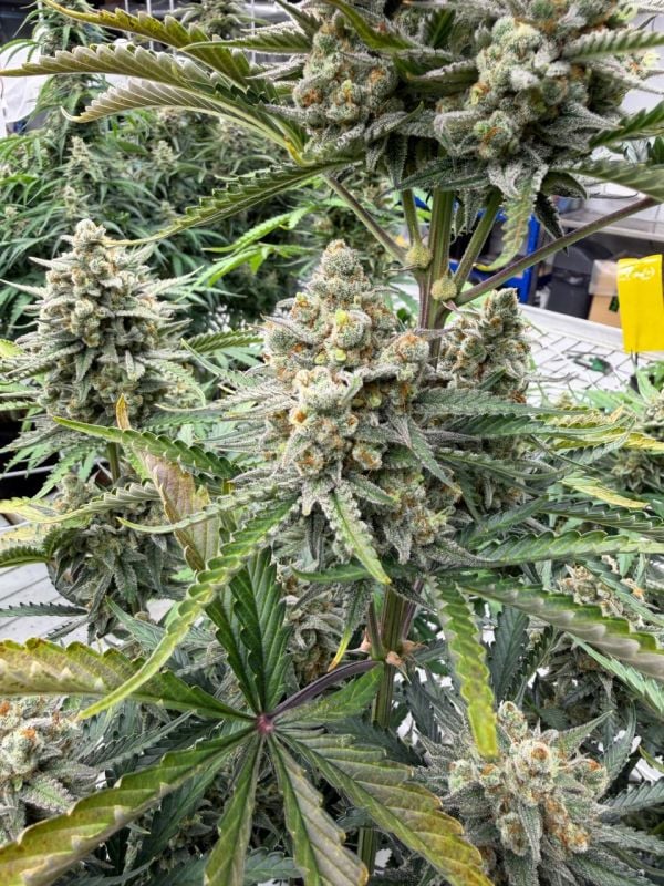 Instagram OG Kush Auto