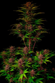Instagram Purple Haze Auto™